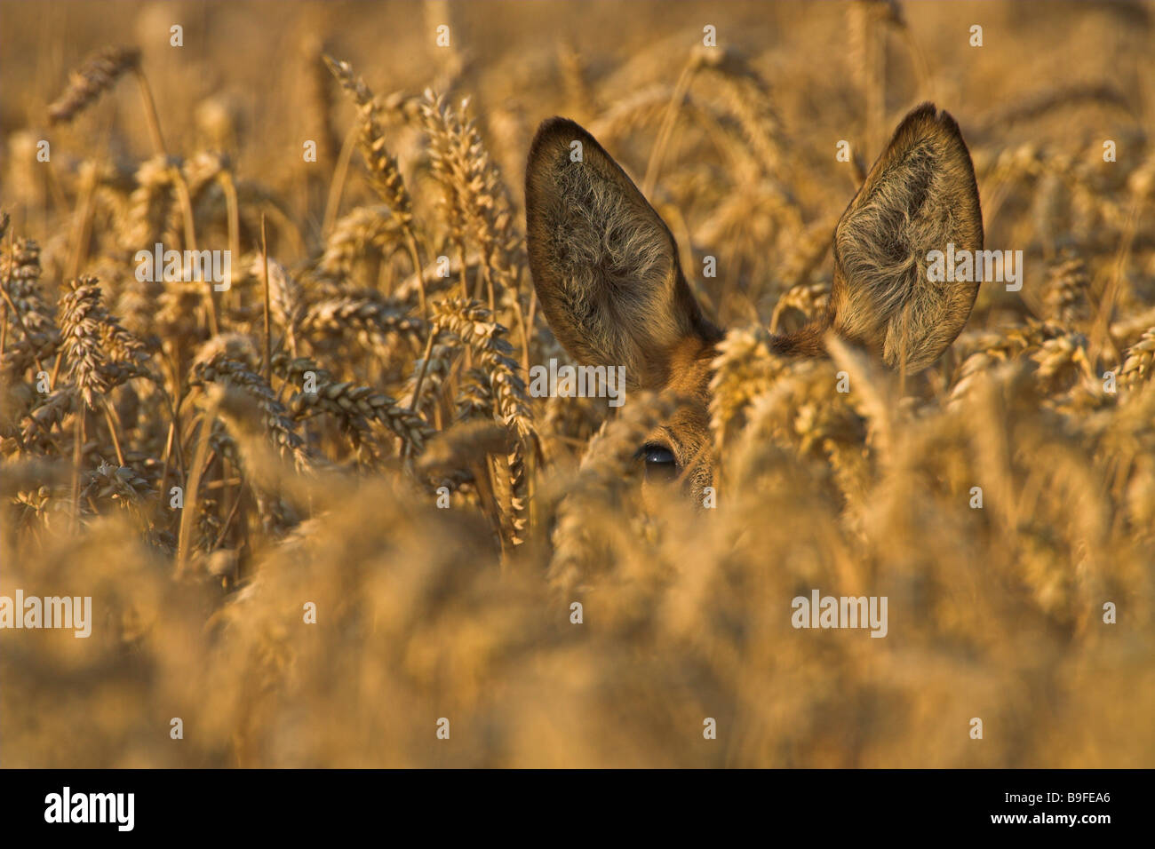 Close-up of Roe Deer (Capreolus capreolus) in cornfield Stock Photo