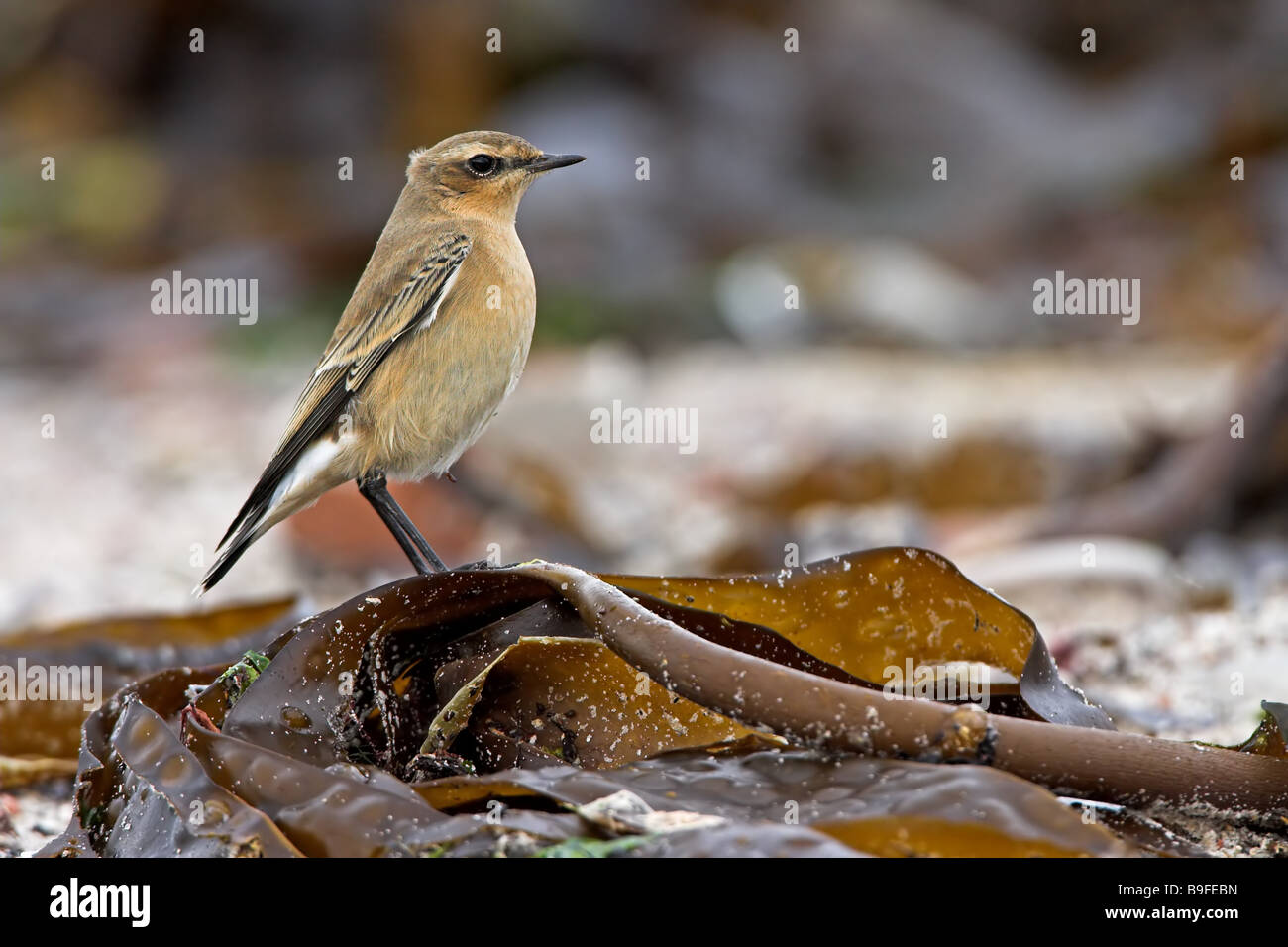 Close-up of Wheatear on leaf in field Stock Photo