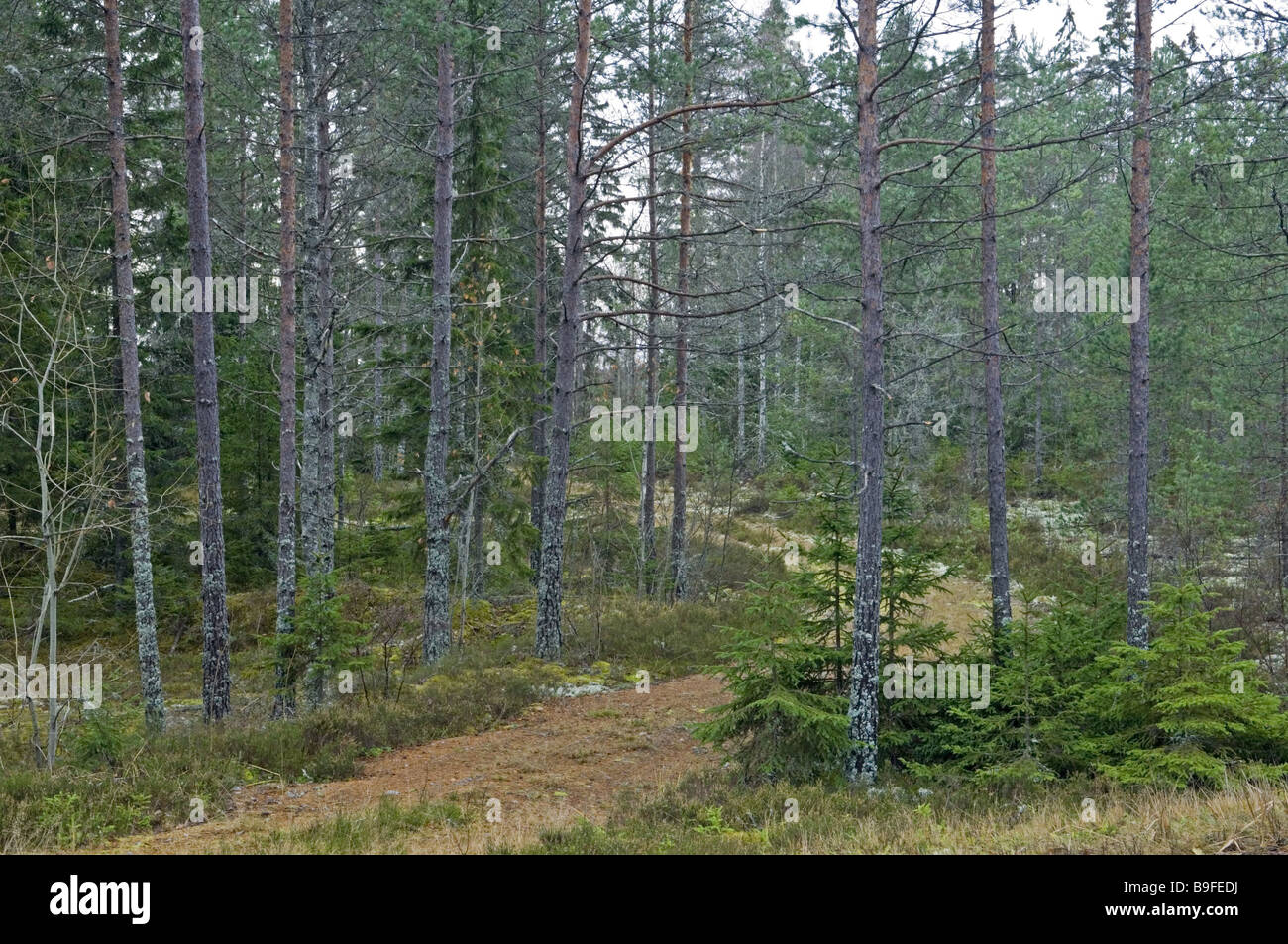 Forest trees way Stock Photo - Alamy