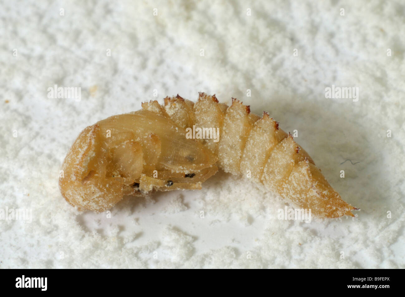 Yellow Mealworm Beetle (Tenebrio molitor). Pupa on wheat flour Stock Photo Alamy