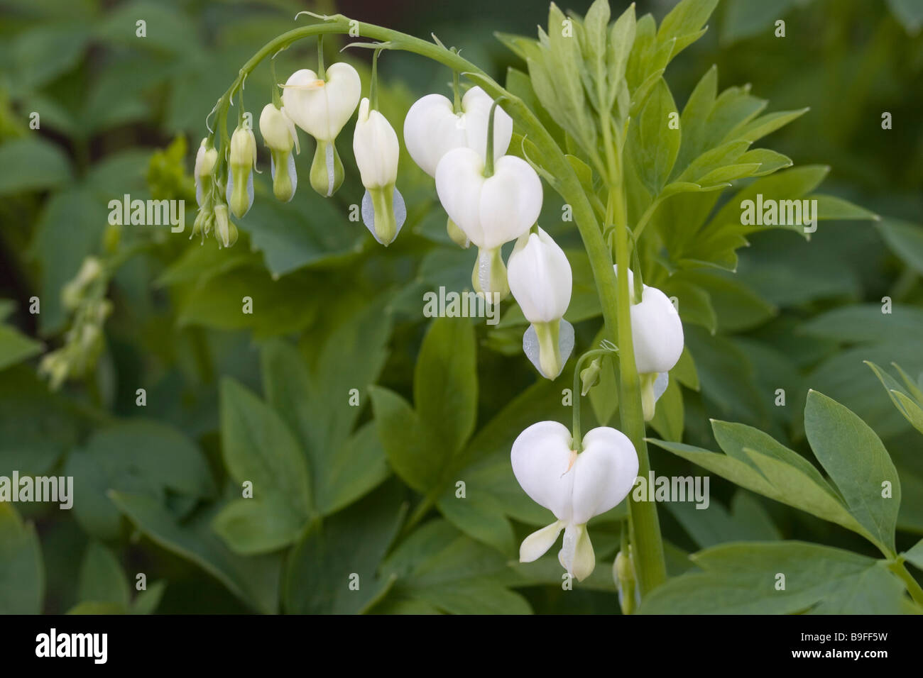 White bleeding heart flowers (Dicentra spectabilis alba Stock Photo Alamy