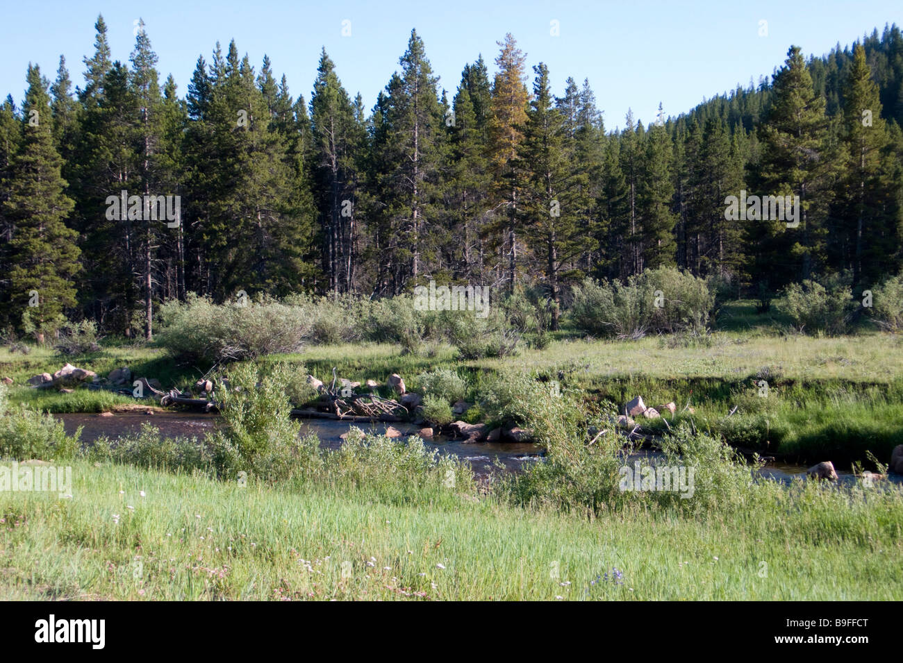 Bighorn National Forest Wyoming USA Stock Photo Alamy