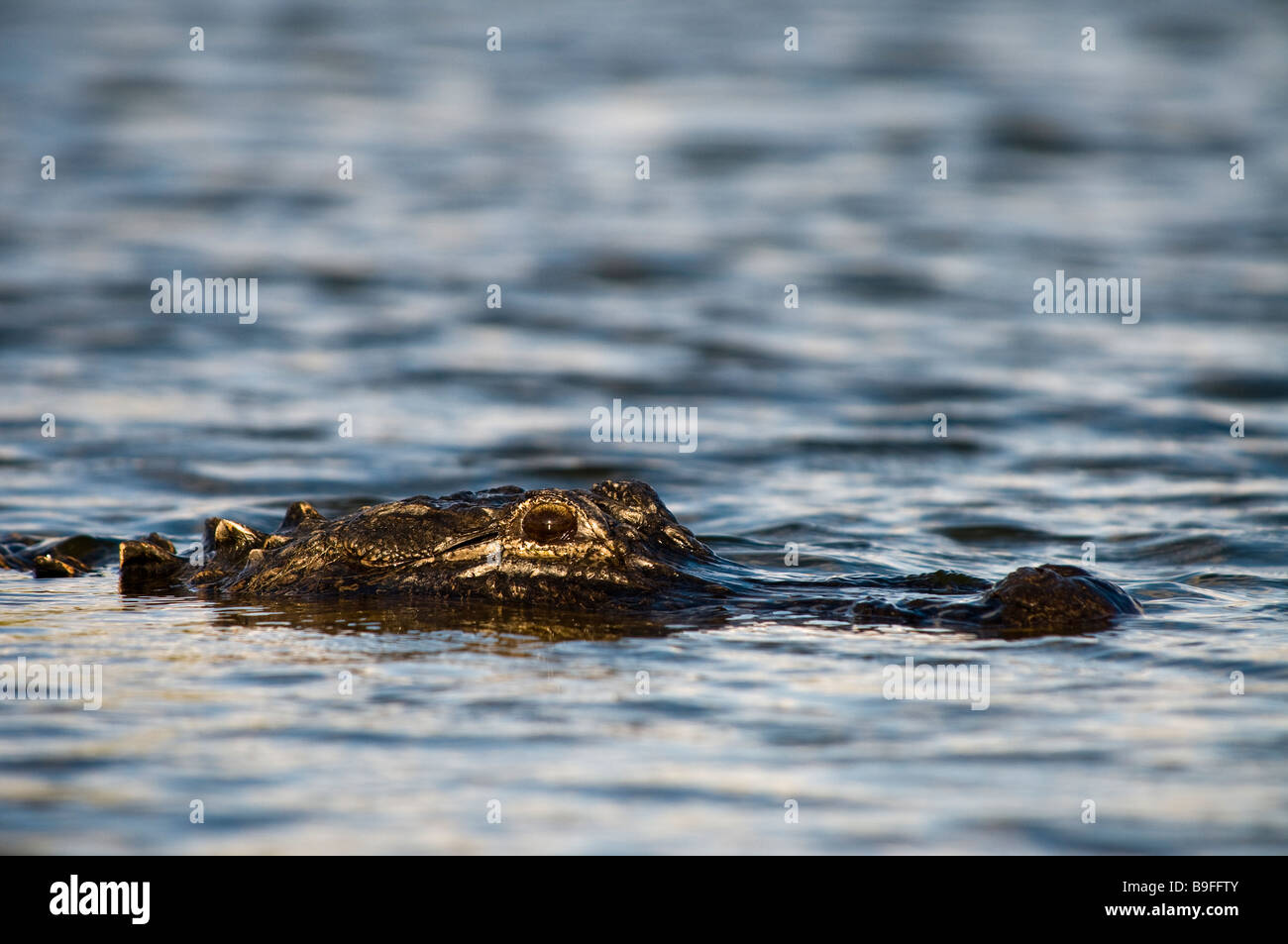 American alligator cautiously watches surroundings on Nine Mile Pond Everglades National Park Florida Stock Photo