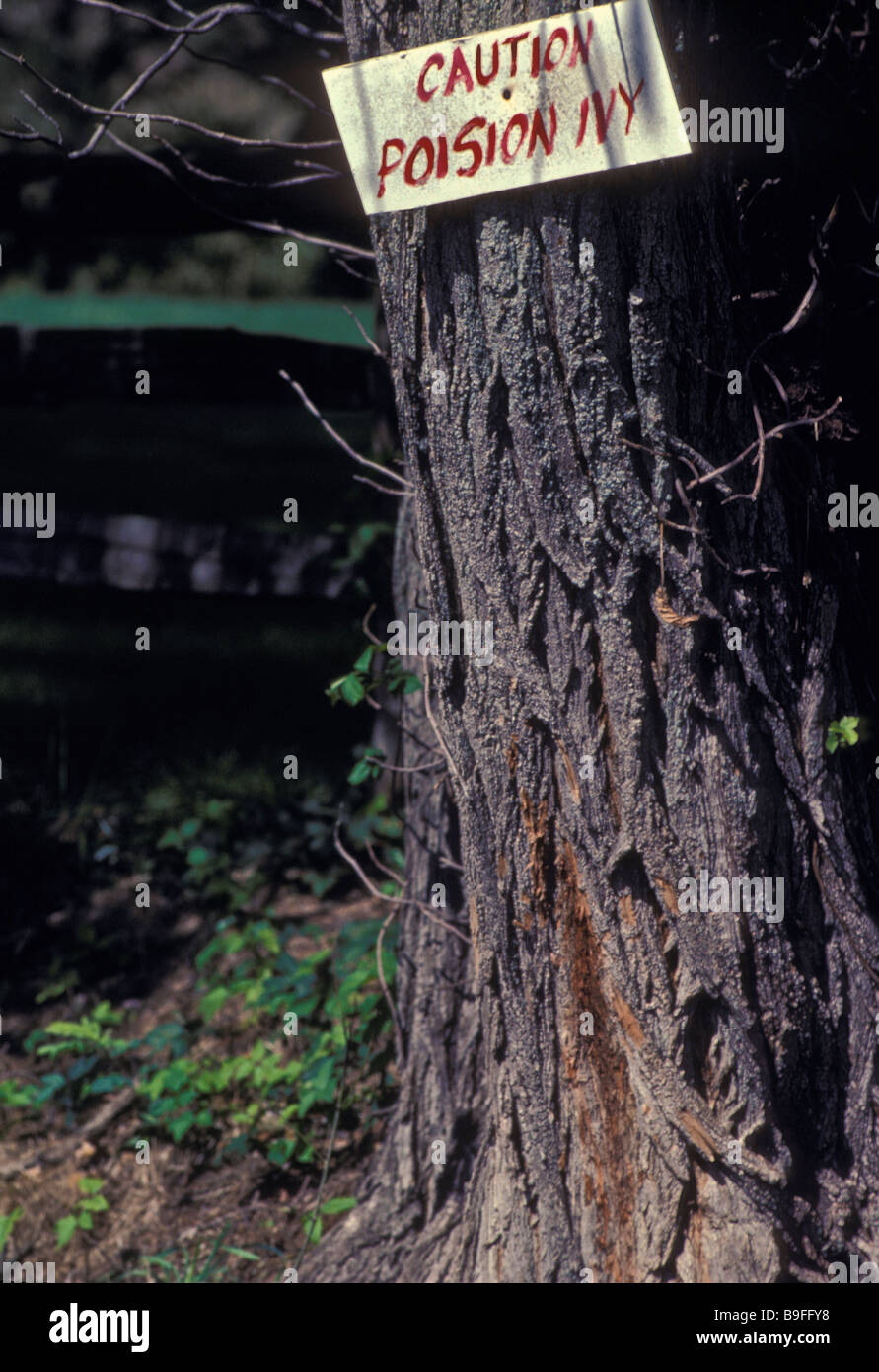 Caution poison ivy warning sign on tree trunk Stock Photo - Alamy
