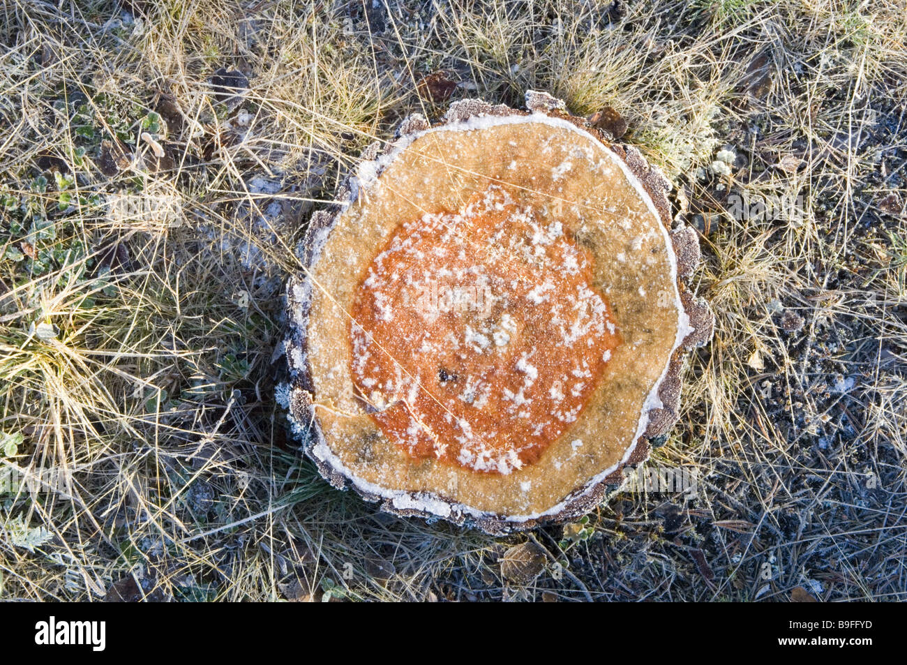 Forest-ground wood-piece frost cold late-night-autumn Section log ...