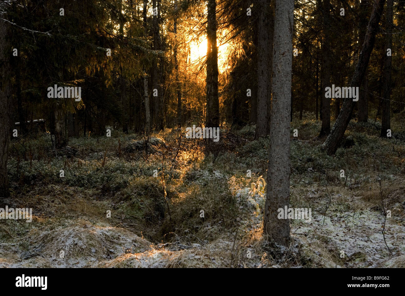 Sweden Muddus National park forest sunlight winter Stock Photo