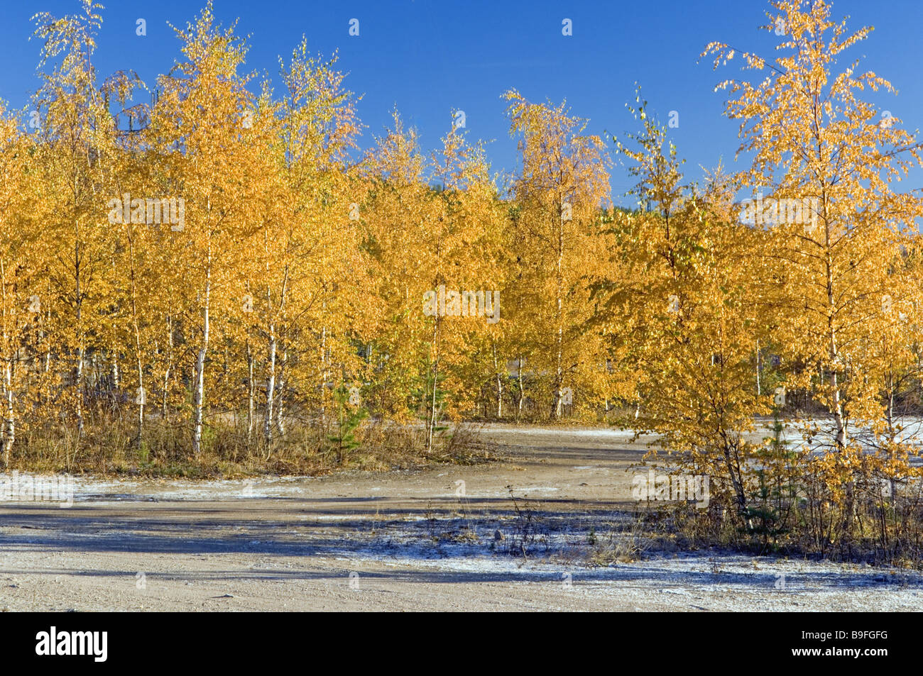 Sweden Muddus National park birches autumn Stock Photo