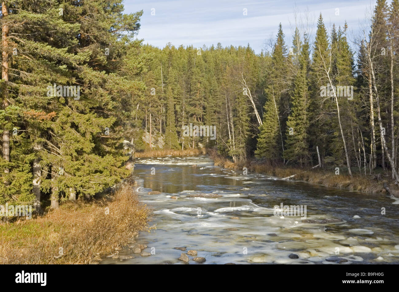 Sweden Muddus National park river ice frost cold late-night-autumn  Isolation trees loneliness ice fluently river Stock Photo