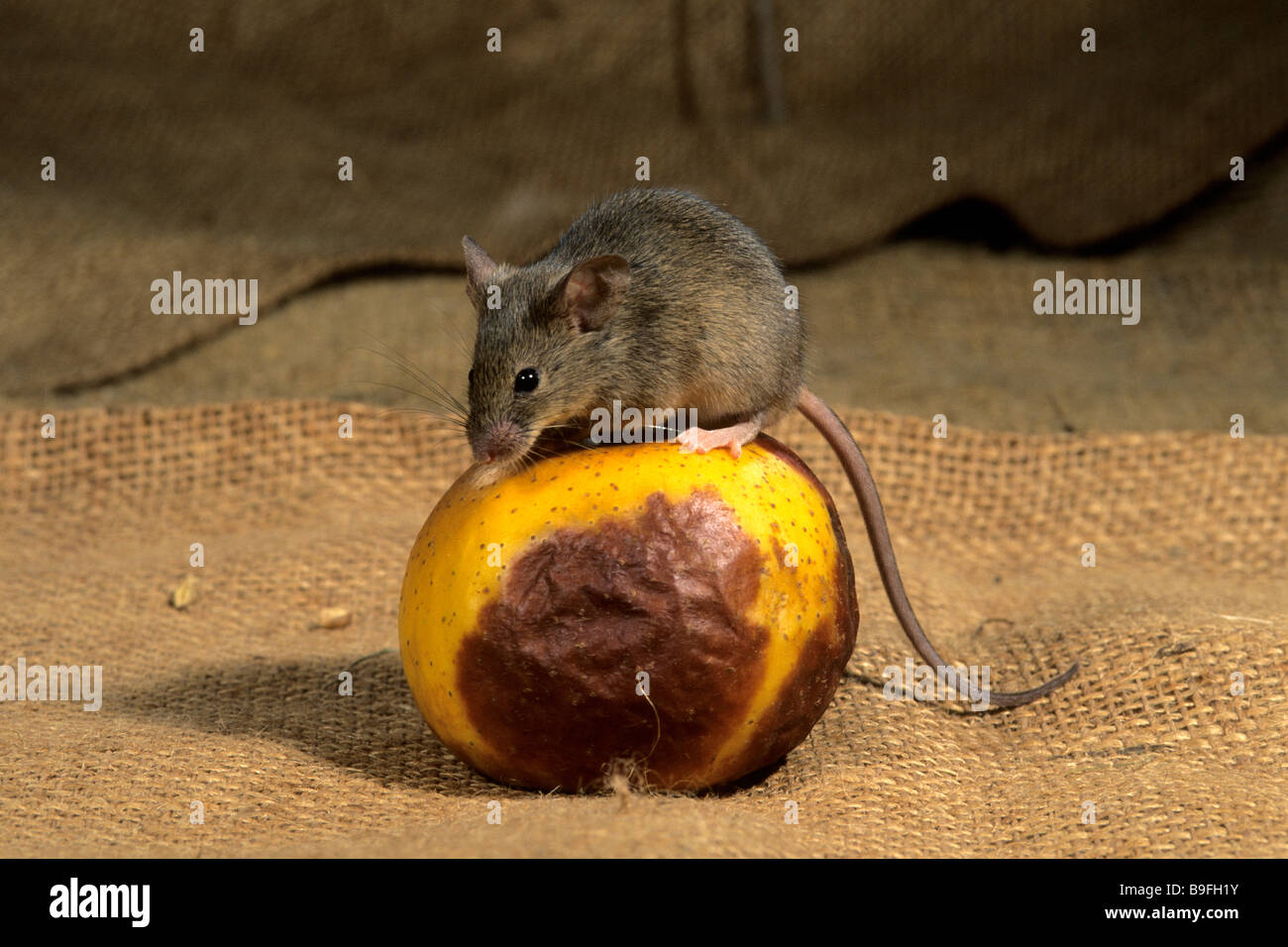 House Mouse (Mus musculus) sitting on rotting apple Stock Photo