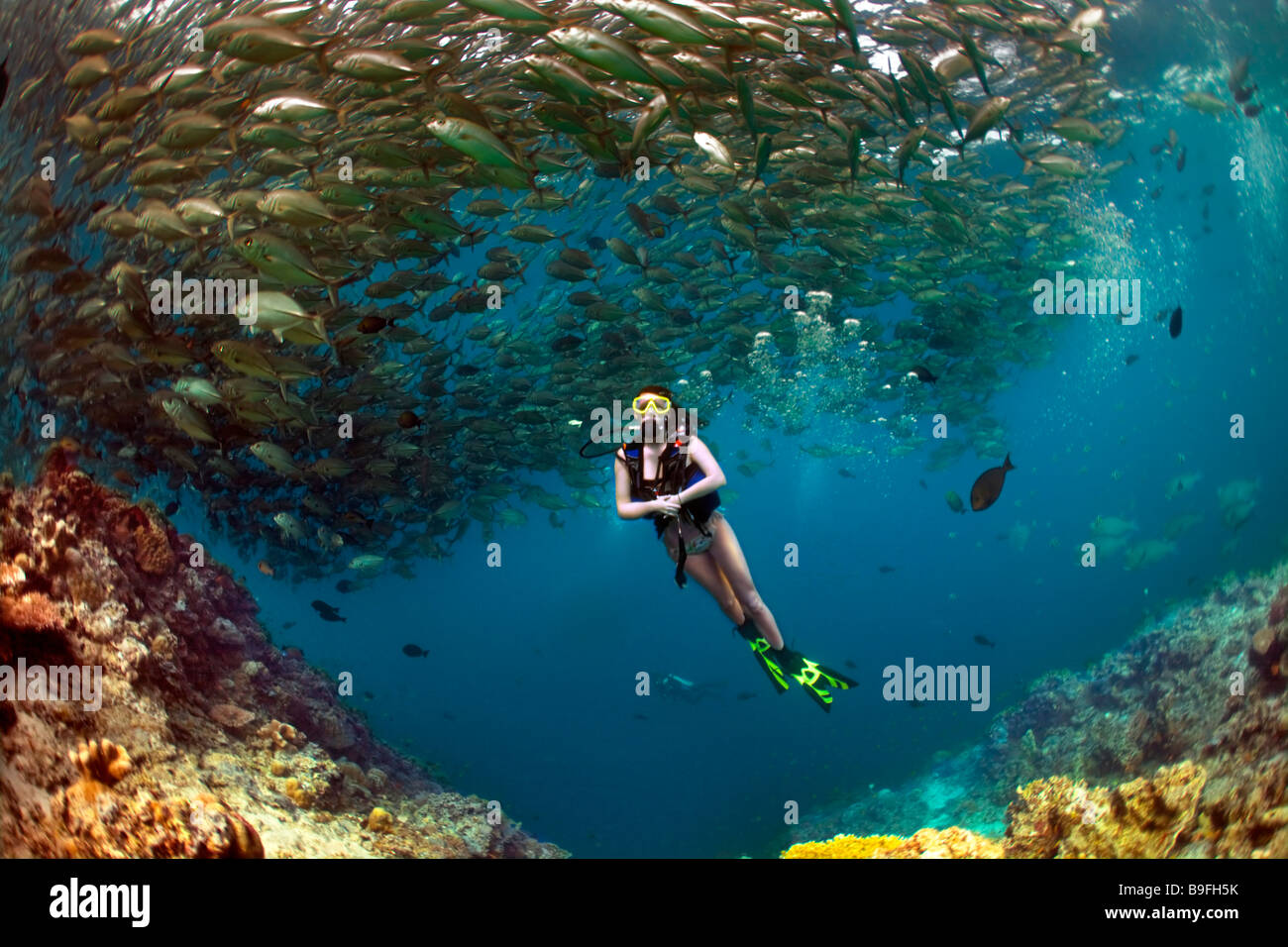 A scuba diving girl in a bikini poses beneath swirling Bigeye Trevally jackfish in the warm waters at Barracuda Point, Sipadan. Stock Photo