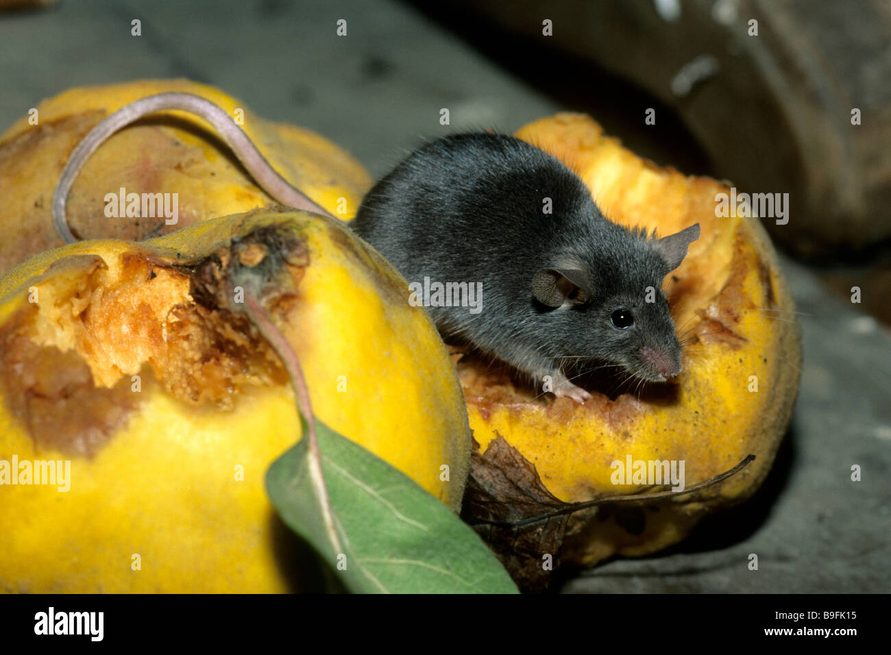 House Mouse (Mus musculus) eating rooting quince Stock Photo