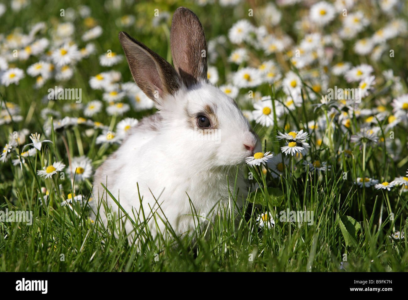 Domestic Rabbit (Oryctolagus cuniculus), young on a meadow sniffing at a daisy Stock Photo