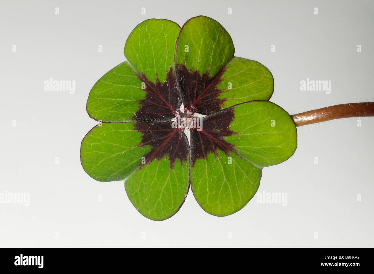 Good Lucky Leaf, Lucky Clover (Oxalis deppei, Oxalis tetraphylla), leaf, studio picture Stock Photo