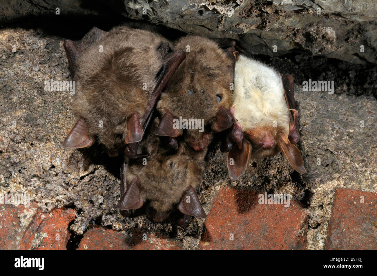 Greater Mouse-Eared Bat (Myotis myotis). Small group hanging from a roof of a underground shelter during hibernation Stock Photo