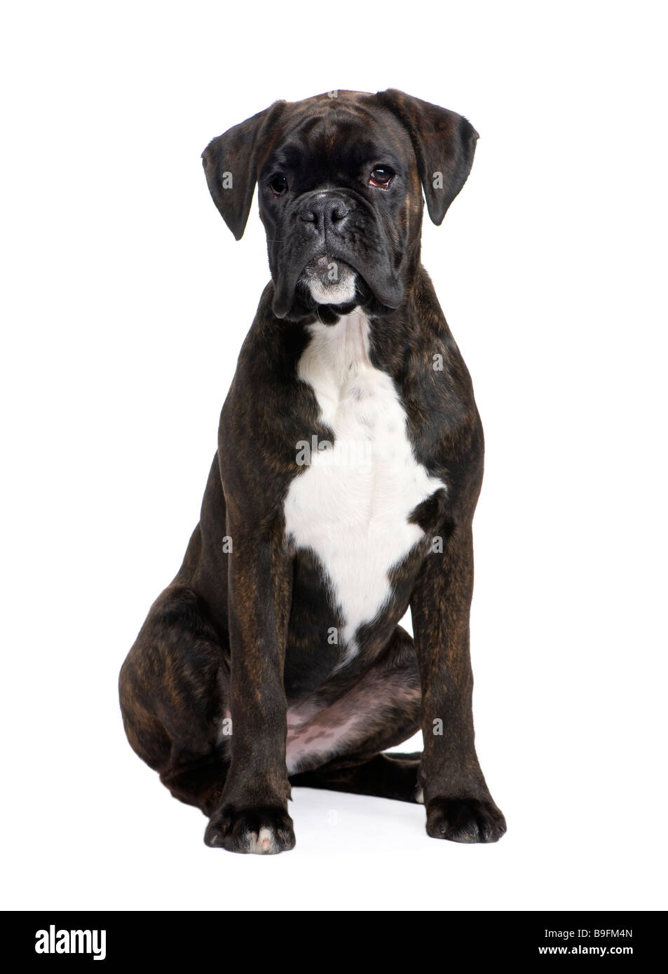 Boxer 5 months in front of a white background Stock Photo