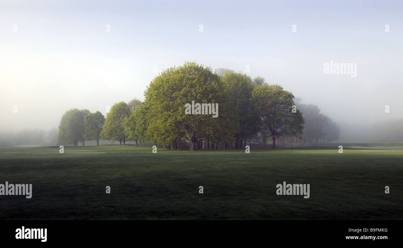 Stand of trees in early morning fog. Stock Photo