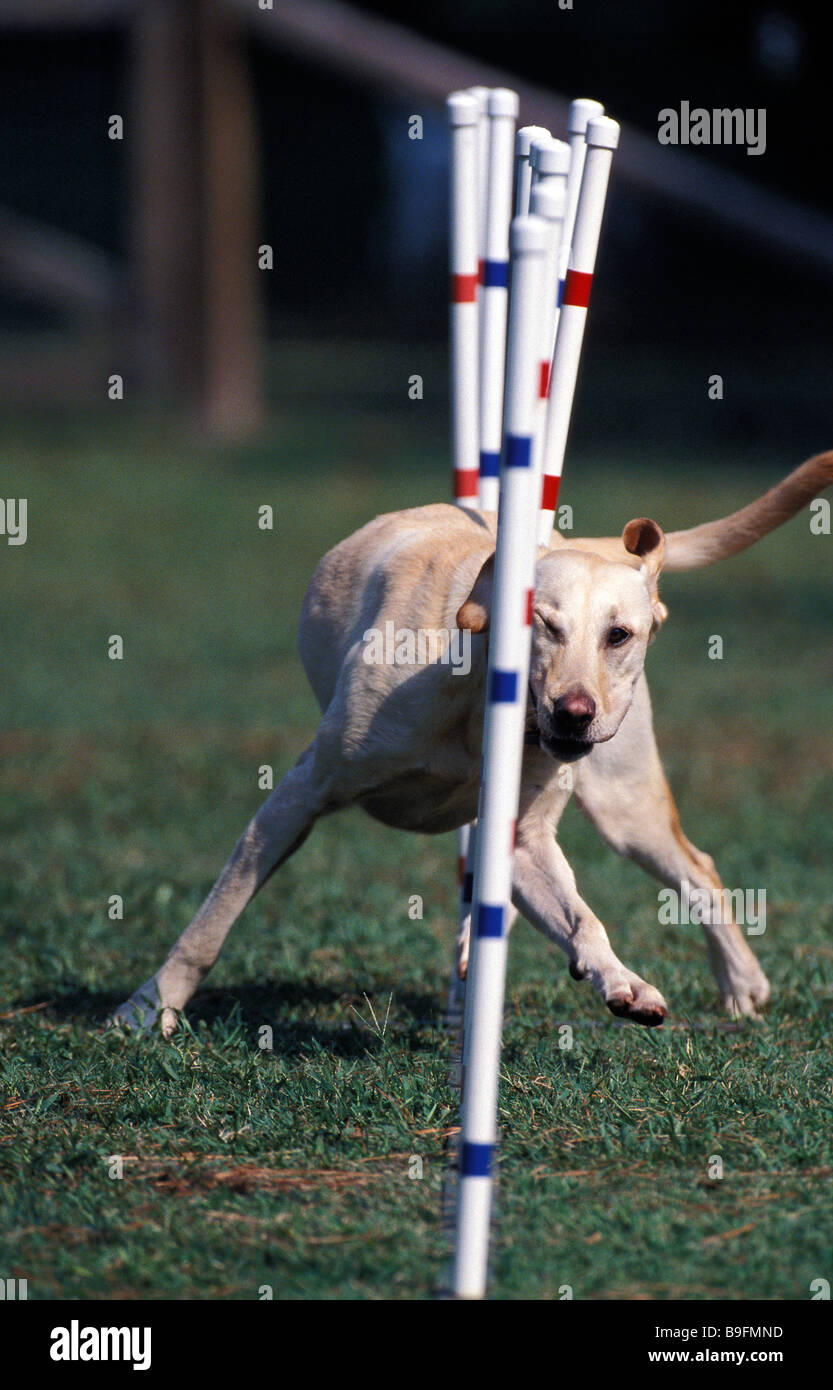 Dog agility weave poles hires stock photography and images Alamy