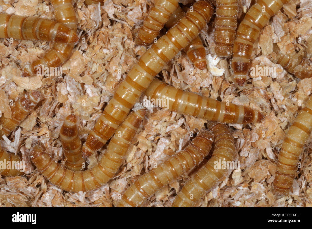 Yellow Mealworm Beetle (Tenebrio molitor). Larvae (mealworms) in wheat bran Stock Photo Alamy