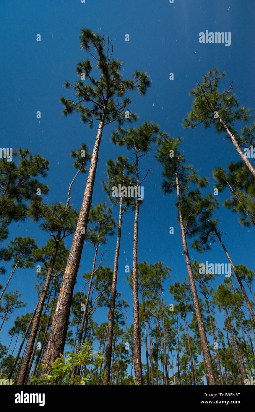 Time exposure under full moon captures star trails above slash forest in Long Pine area Everglades National Park Florida Stock Photo