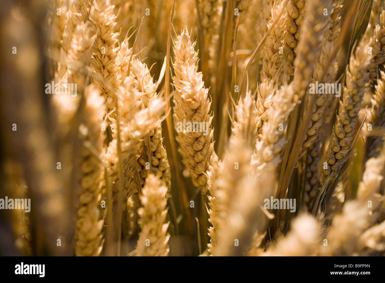 Agriculture agrarian-economy cultivation ground-utilization Close-up field-economy food yellow grains grain-cultivation Stock Photo