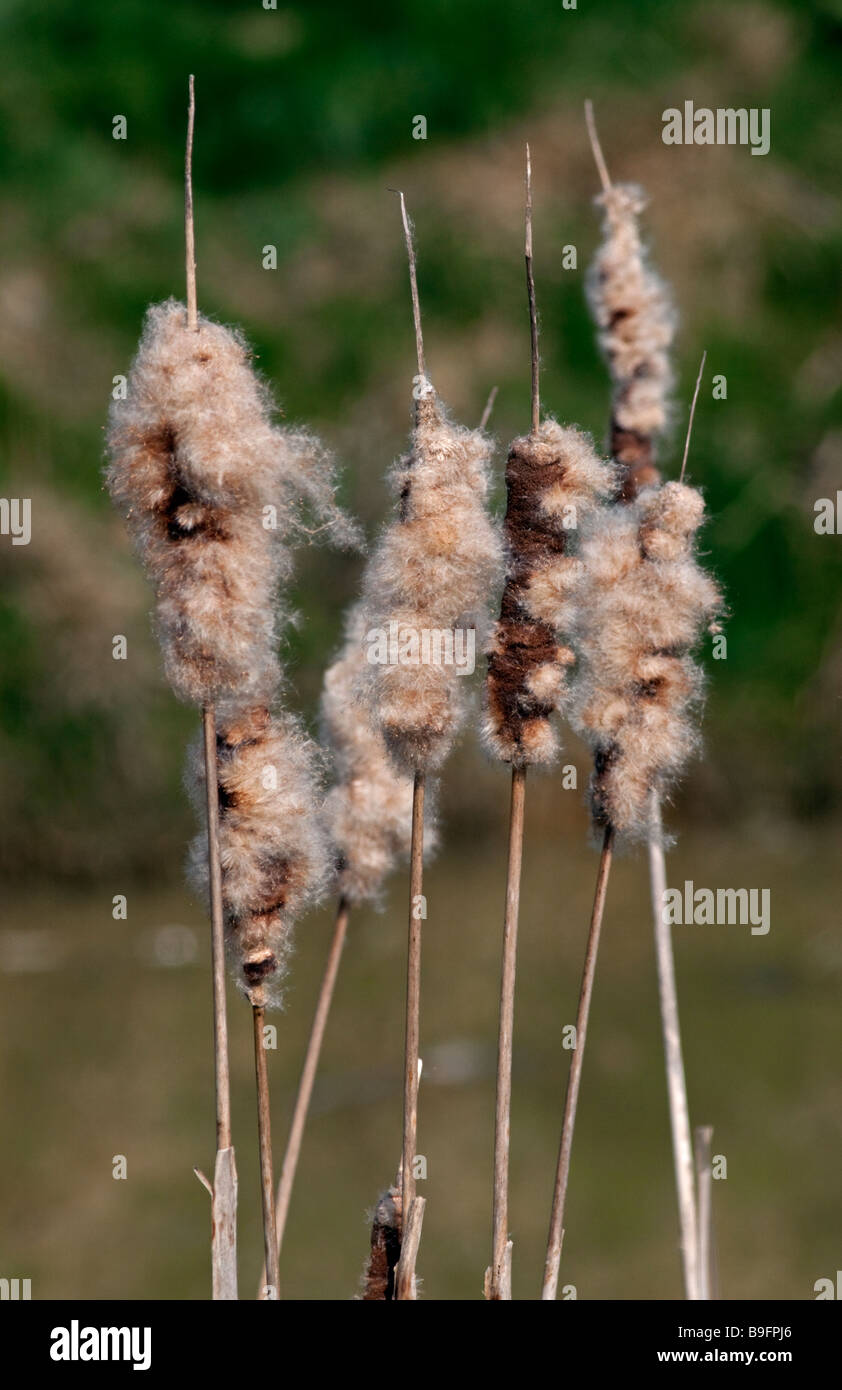 Bulrushes (typha latifolia) Stock Photo