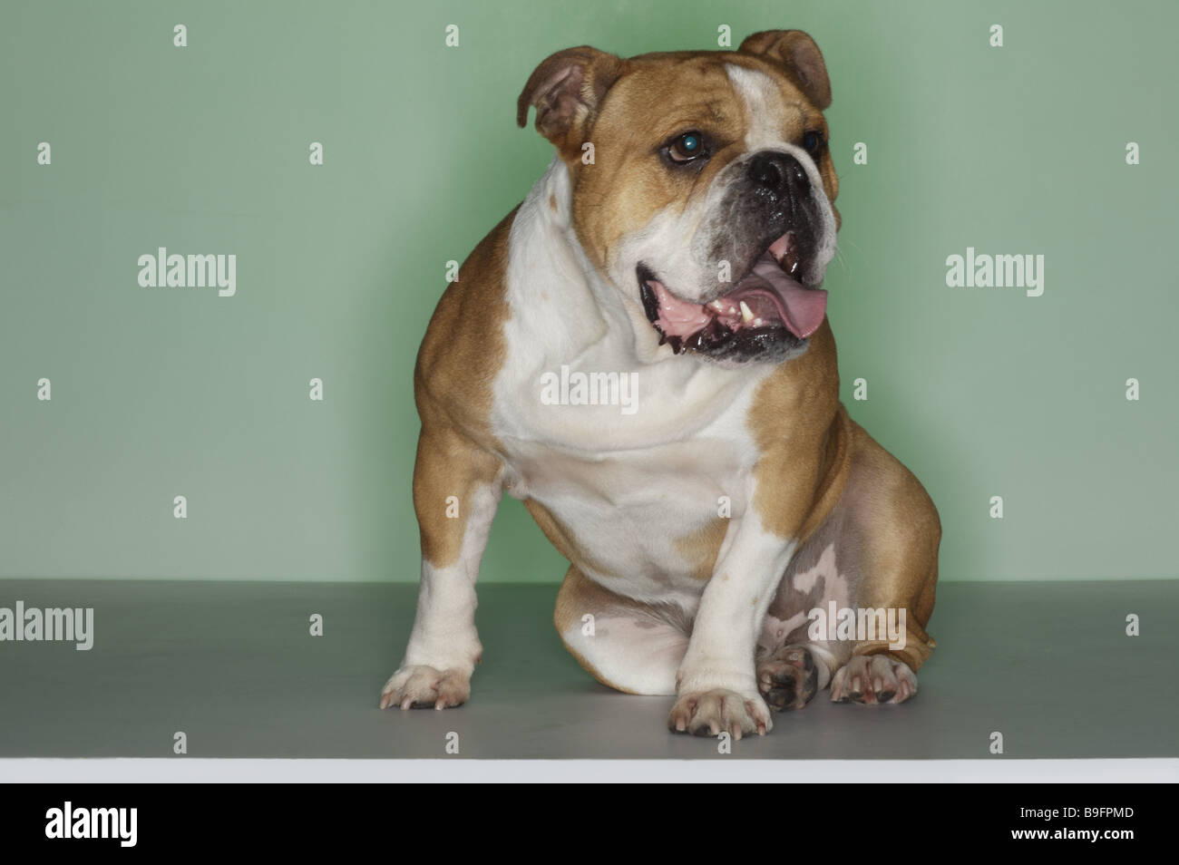 Dog English bulldog animals mammals pets housedog breed racedog pain