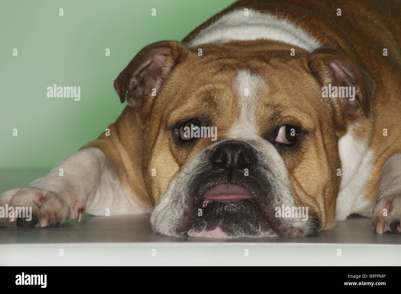 Are Bulldogs In Pain