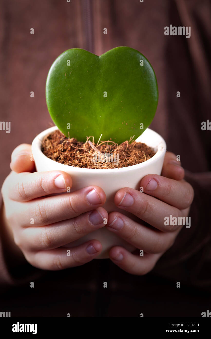 Child hand holding vase with succulent plant in the shape of a heart Stock  Photo - Alamy