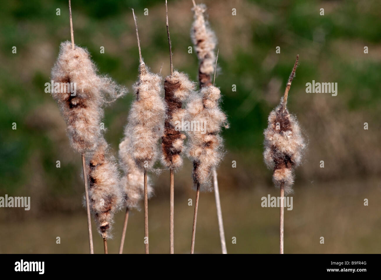 Bulrushes (typha latifolia) Stock Photo