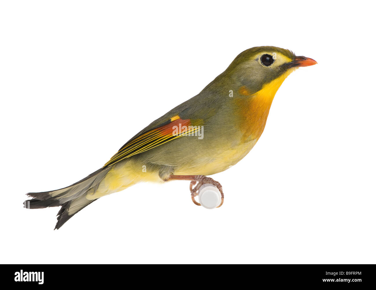 Red billed Leiothrix Leiothrix lutea in front of a white background Stock Photo