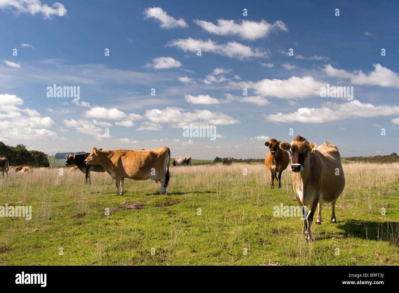 Dairy cows graze in a field in South Australia, Australia. Stock Photo