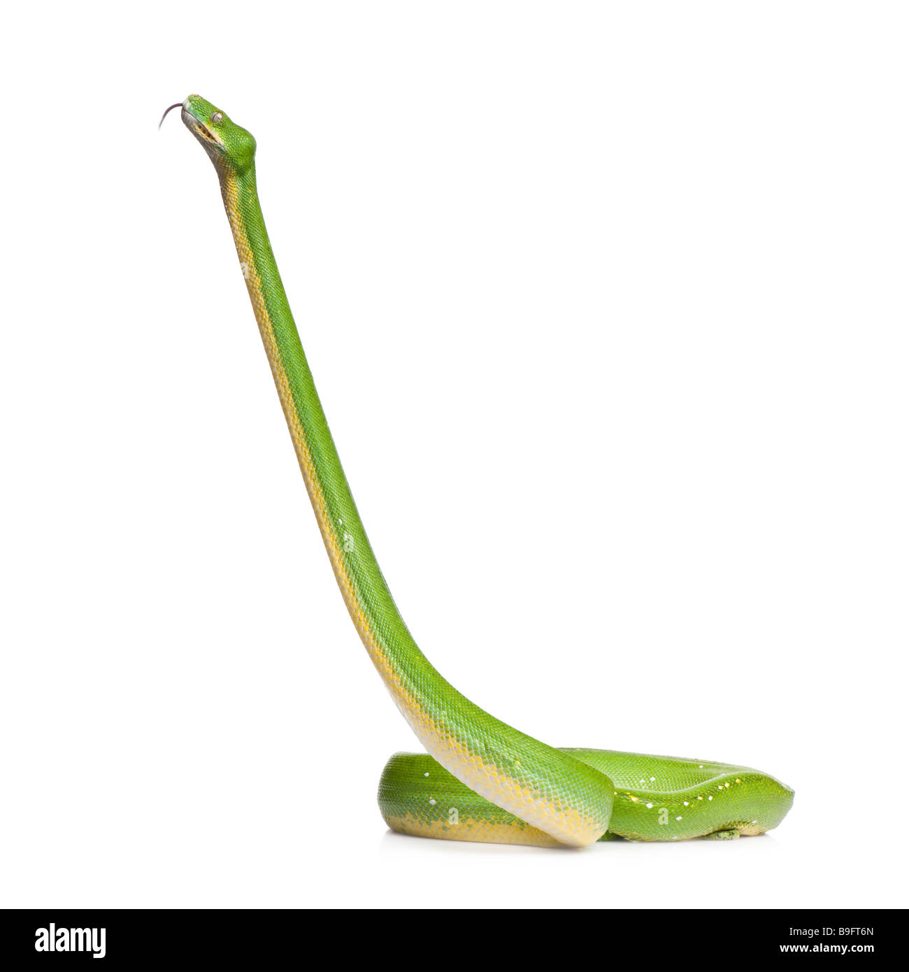 Green Tree Python Albino