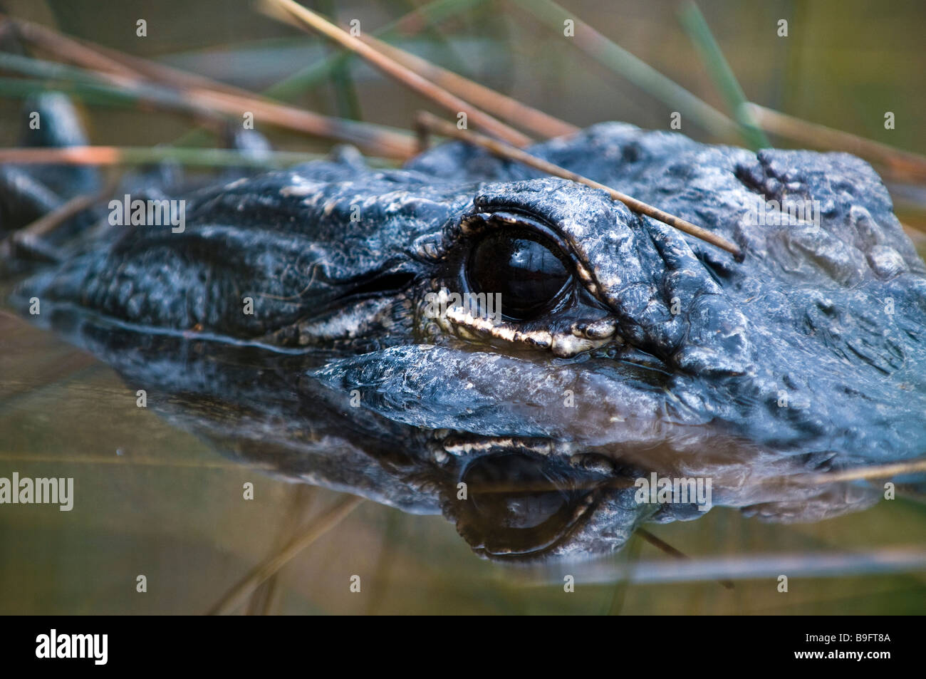 American alligator cautiously watches surroundings on Nine Mile Pond Everglades National Park Florida Stock Photo