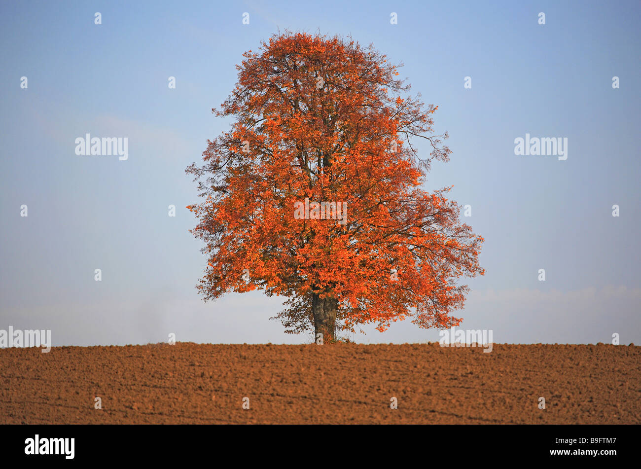 Limetree in autumn Stock Photo