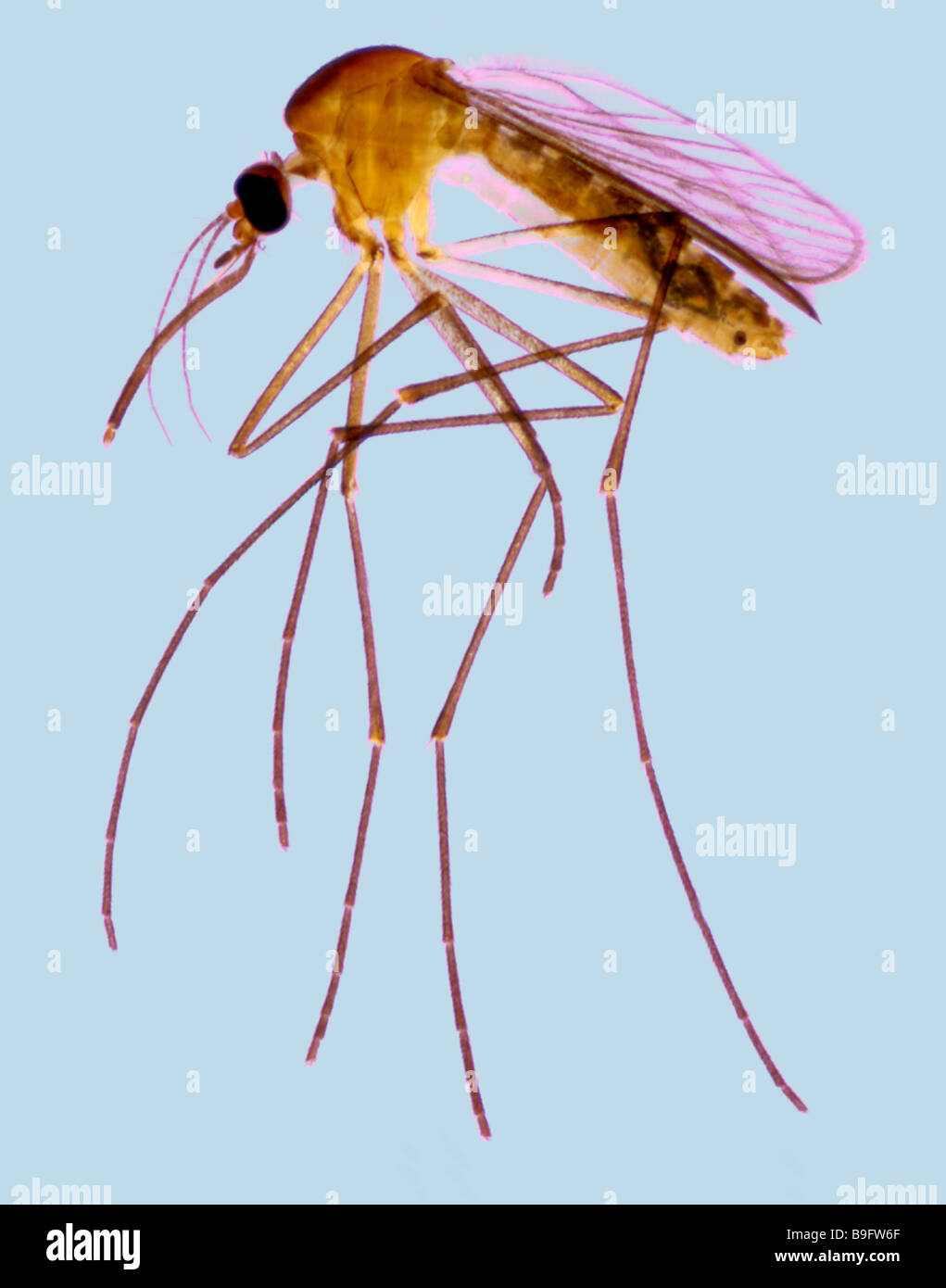 Mosquito Full View Stock Photo