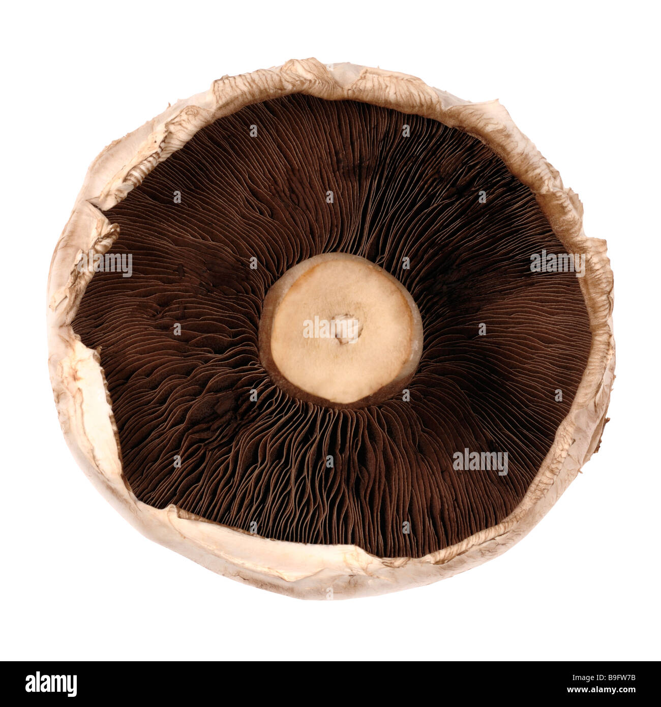 Breakfast mushroom Stock Photo