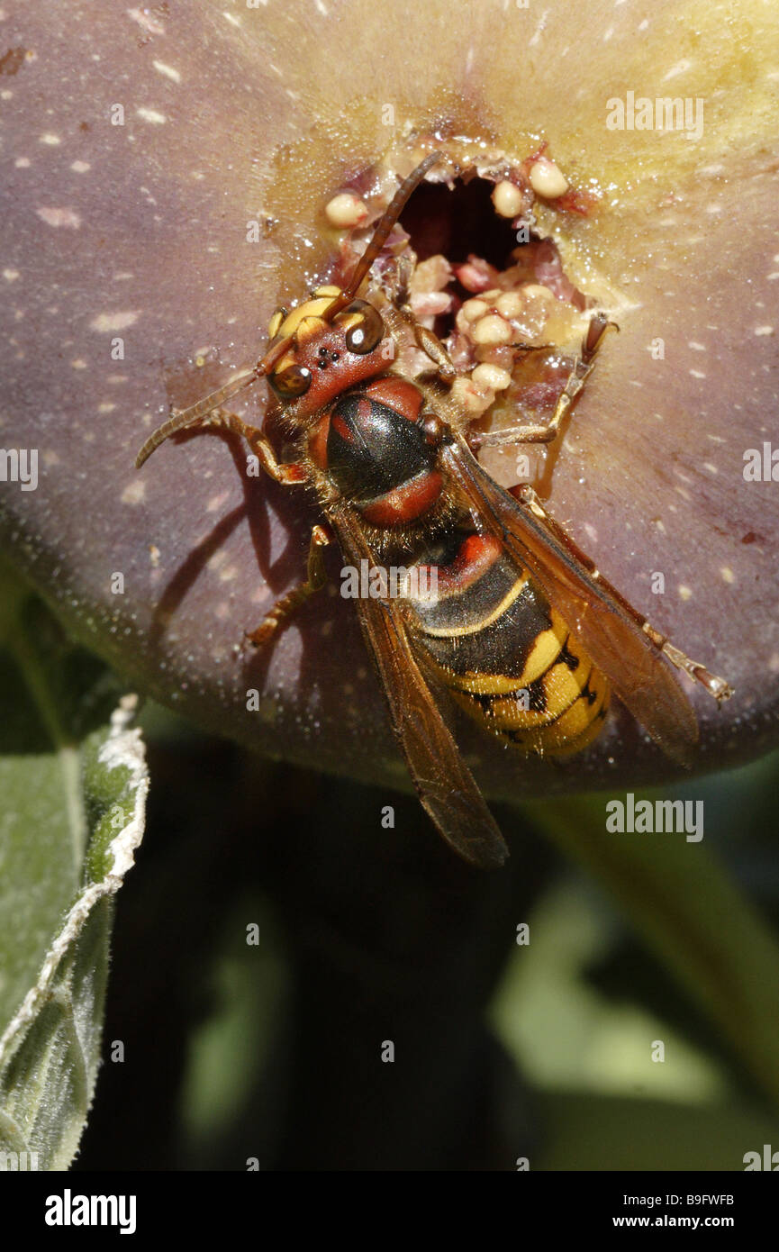 Fig wasp hires stock photography and images Alamy