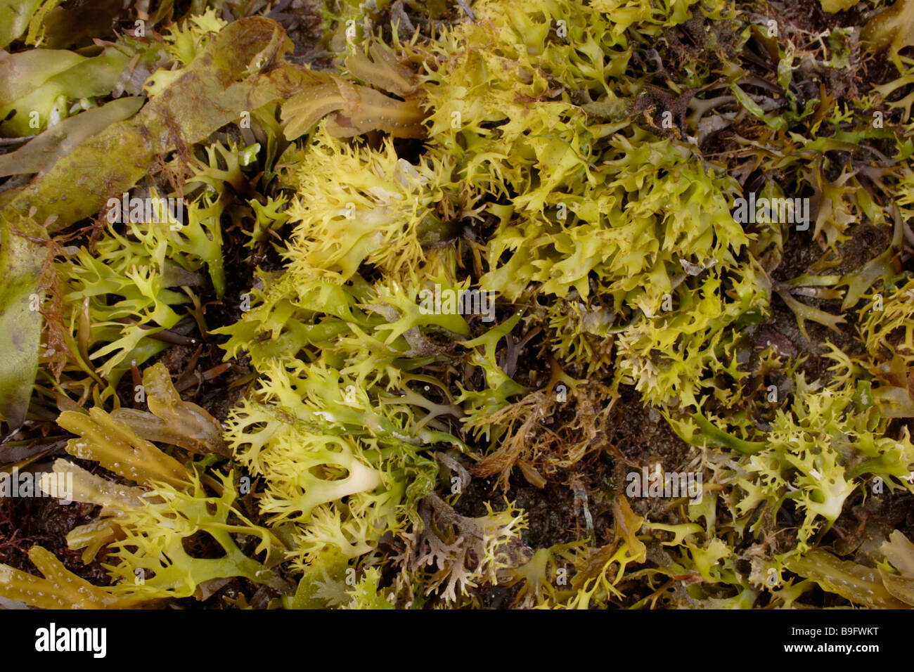 False Irish moss Mastocarpus stellatus a red seaweed bleached to green by the sun on the lower shore UK Stock Photo