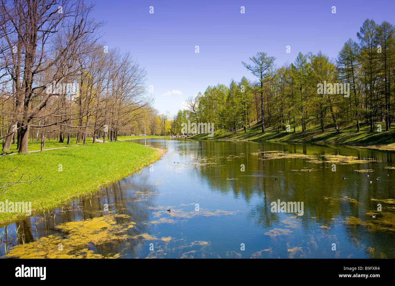 the pond in park at spring sunny day Stock Photo - Alamy