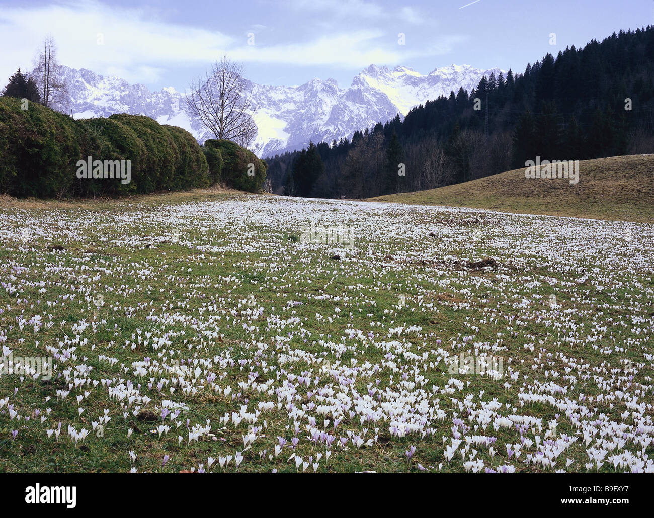 Germany Upper Bavaria Mountain Meadow Crocuses Spring Bavaria