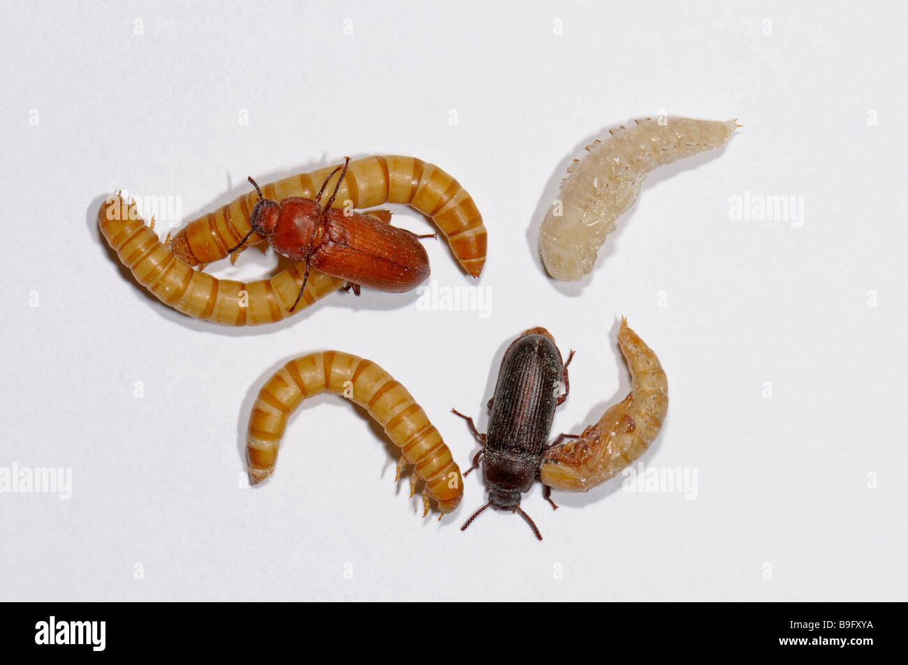 Yellow Mealworm Beetle (Tenebrio molitor). Larvae (mealworms), pupae