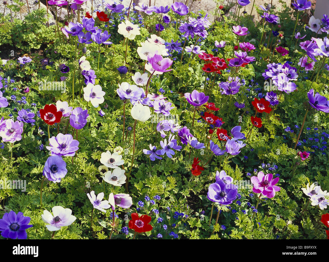 Flower bed crownanemones anemone coronaria garden bed plants flowers gardenanemones anemones