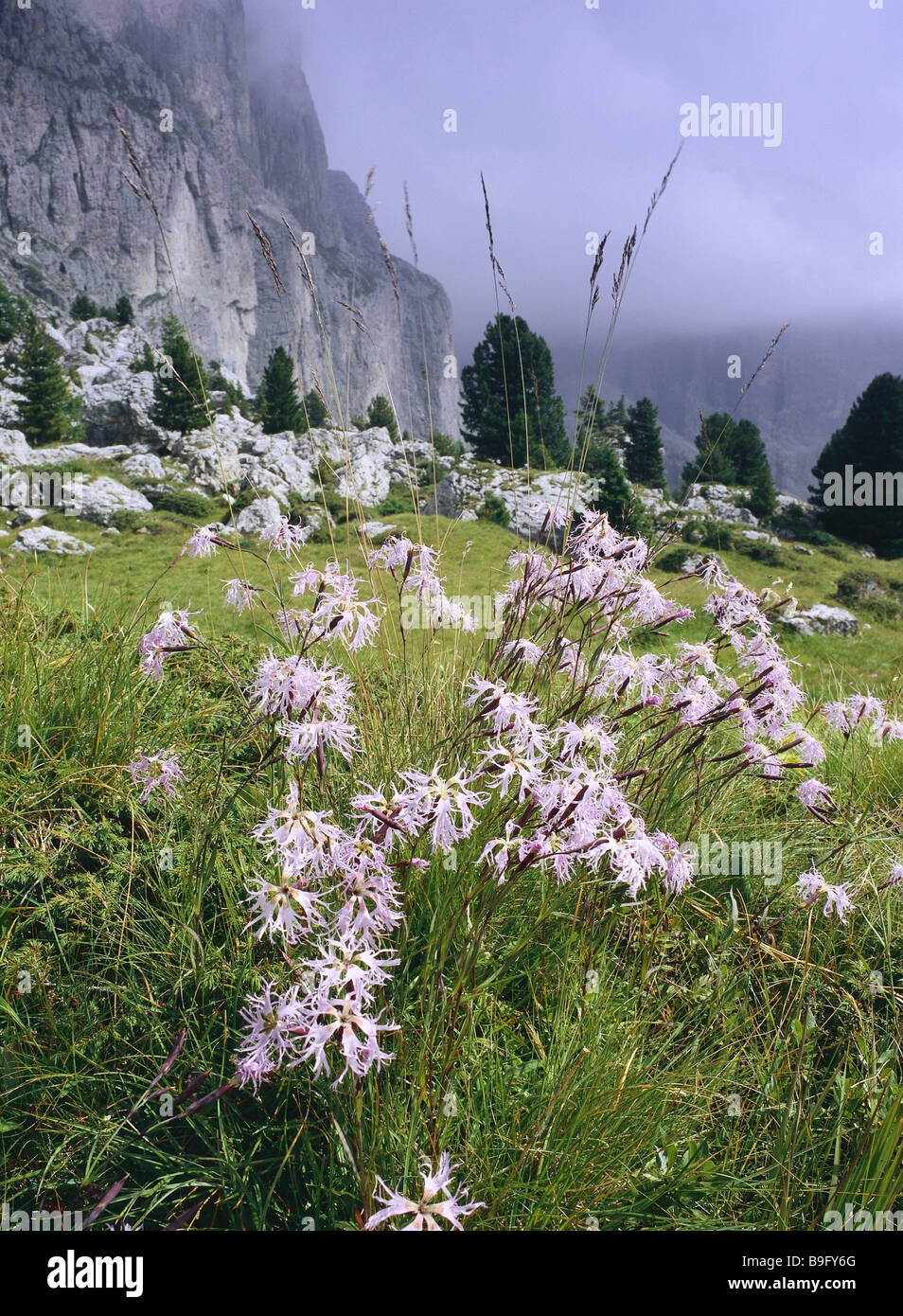 Italy South-Tyrol Dolomites vegetation Montpellier-Nelken Dianthus monspessulanus sternbergii North-Italy South-Alps Stock Photo