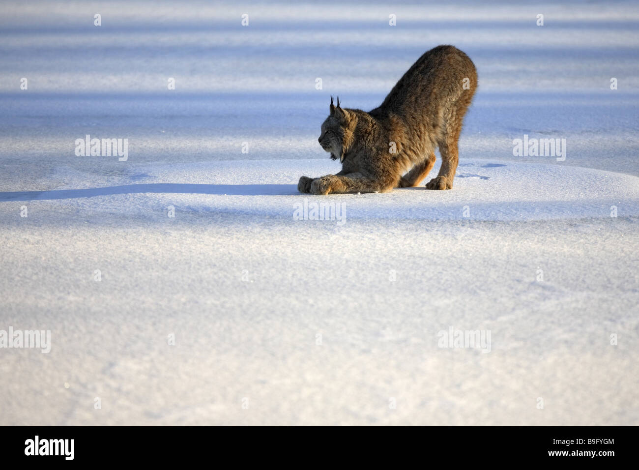 Canadian lynx Lynx canadensis snow Alaska America rested threatened