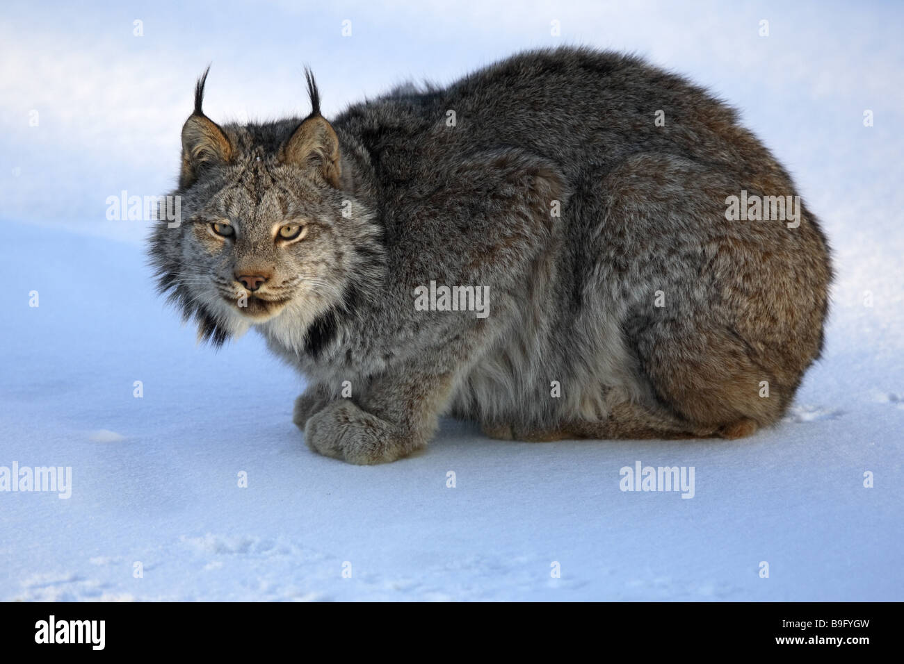Canadian lynx Lynx canadensis snow sitting Alaska America threatened