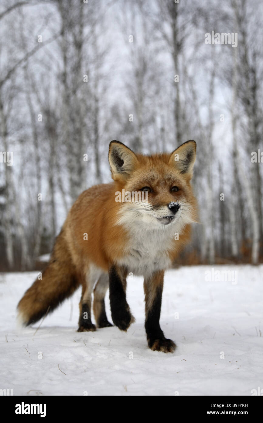 Go red fox Vulpes vulpes Observing scavengers animal loners Europe