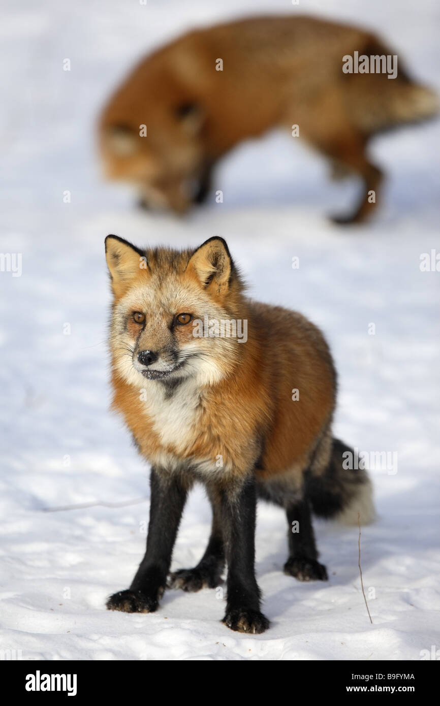 red foxes Vulpes vulpes full length portrait Observing scavengers