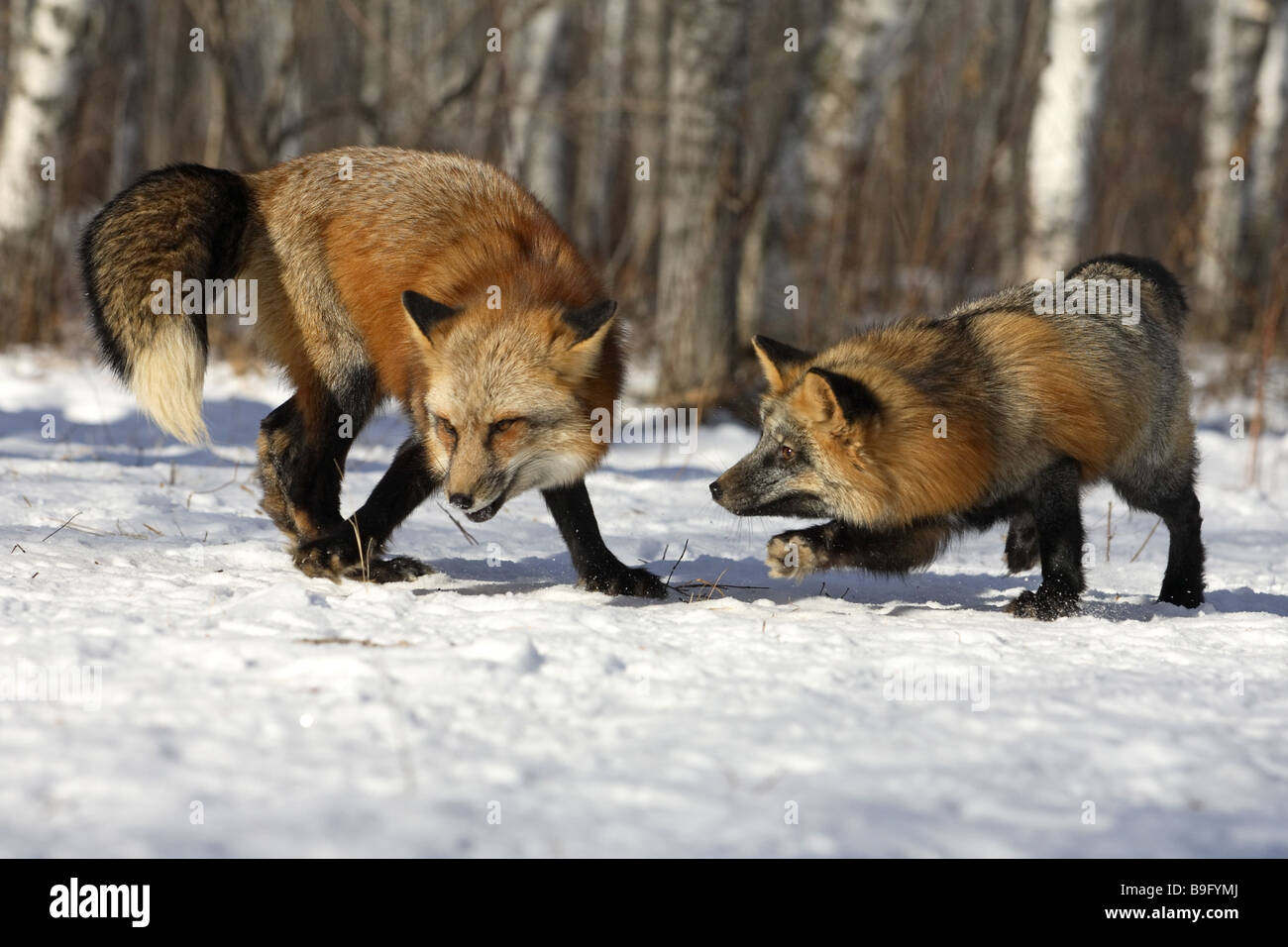 red foxes Vulpes vulpes fight Scavengers attacking loners Europe fable