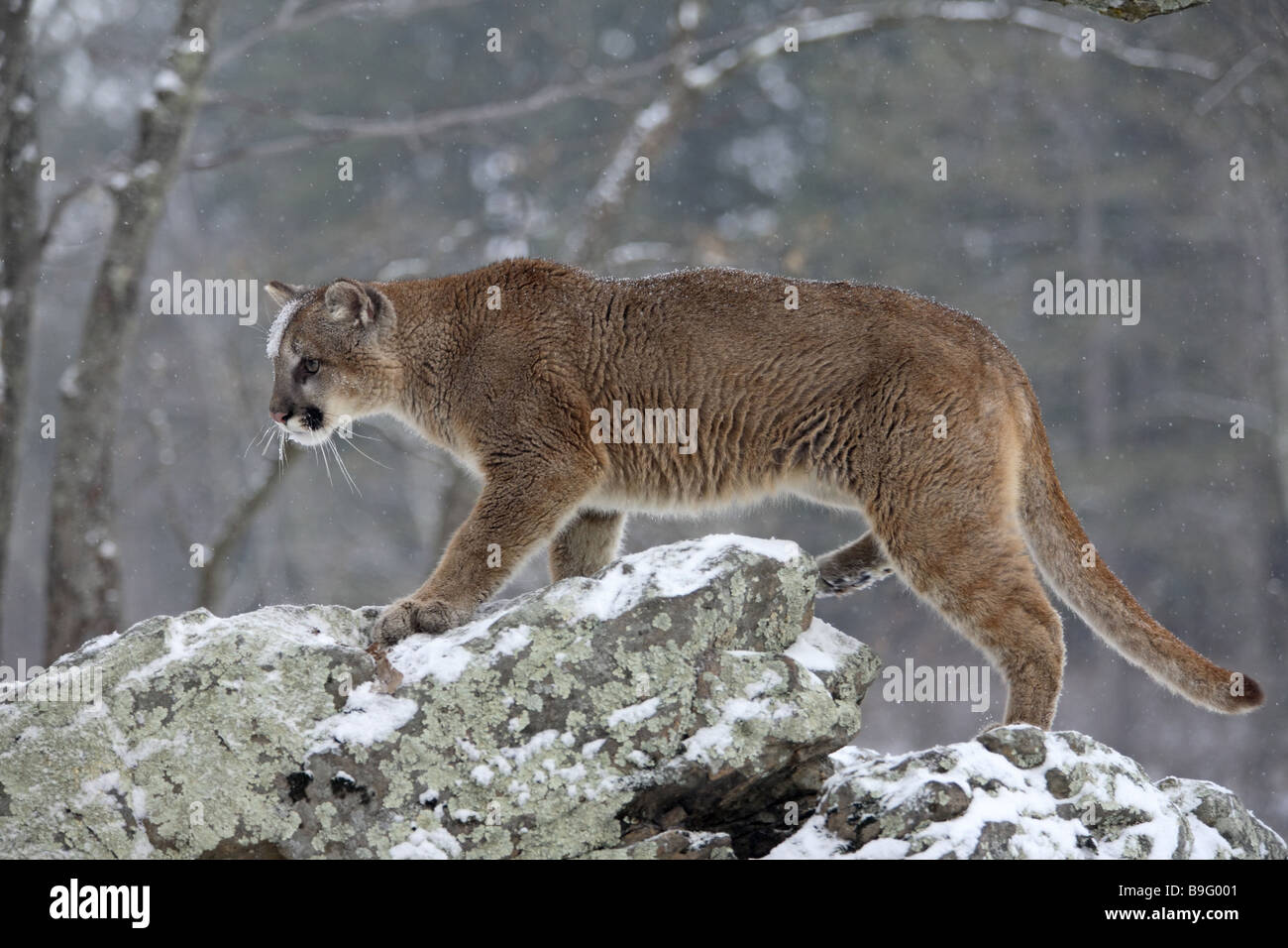 Puma Profelis concolor rocks Observes mountain-lion animal loners rocks  full-lenght-shot going hunt drily Canada running Stock Photo - Alamy