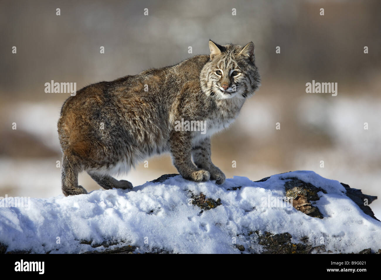 Red-lynx Lynx rufus snow Type of animal threatened Bobcat observing animal  loners full-lenght-shot endangered type of animal Stock Photo - Alamy